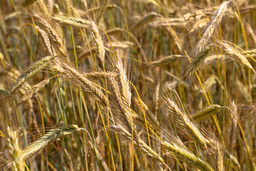 Wheat field on a summer