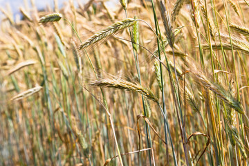 Wheat field on a summer