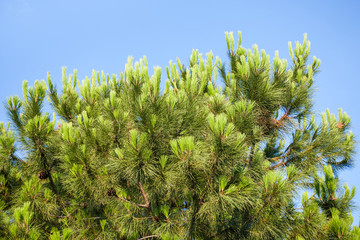 green branch of sicilian pine tree © vvoe