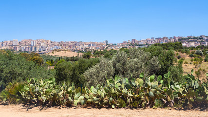 Fototapeta na wymiar garden and view of Agrigento town in Sicily