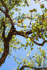 olives on branch of old olive tree