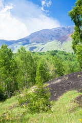 Obraz premium green forest on volcanic soil on slope of Etna