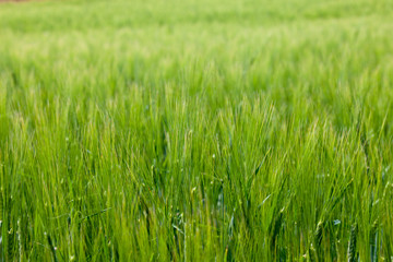 Wheat field on a summer