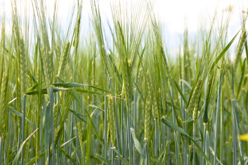 Wheat field on a summer