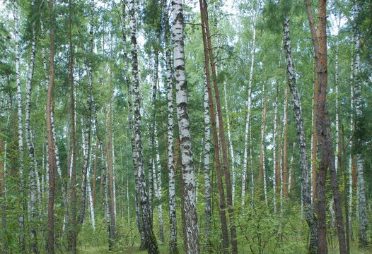 Fototapeta смешанный лес, березы и сосны летом