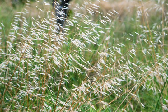 Avena fatua (common wild oat) on meadow