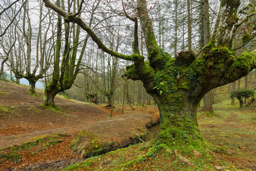 Fototapeta premium Otzarreta Beech Forest. Gorbea Natural Park. Bizkaia. Spain.