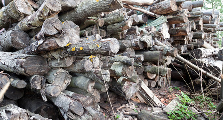 Pile of old woods