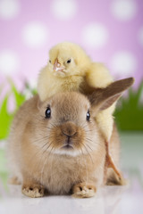 Bunny and chick