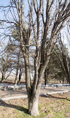 tree in the park in winter