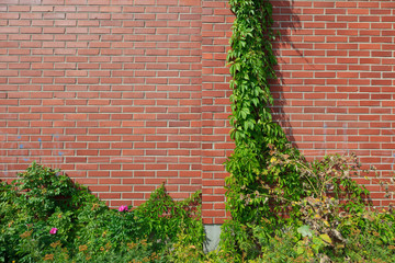 .Green plant climbs a brick wall