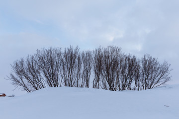 a stand of trees in the snow, Iceland