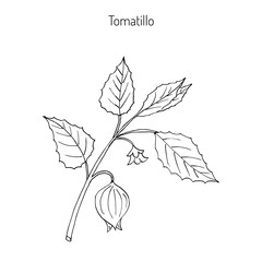 Tomatillo Physalis philadelphica 