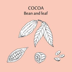 Cocoa bean and leaf