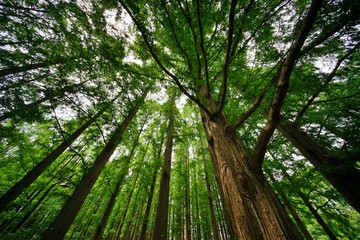 メタセコイアの森