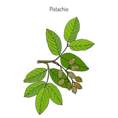 Pistachio Pistacia vera 