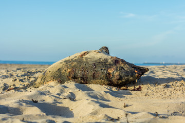 dead harbour porpoise on the beach