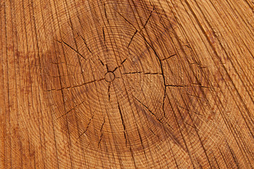 Fototapeta premium Close up of and pine tree