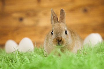 Rabbit and easter eggs
