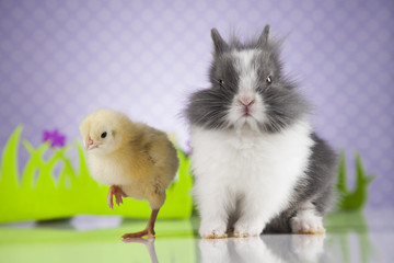 Bunny and chick