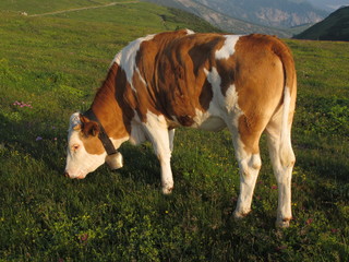 Kuh auf der Bergwiese