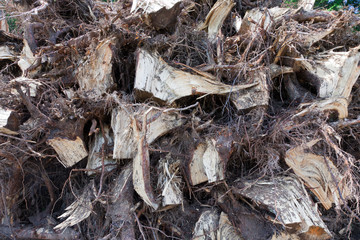 Roots of a tree