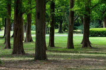 公園の木々