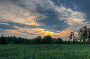 Wheat fields on a evening sun