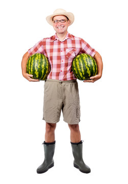 Gardener holding two watermelon, isolated on white background. Cheerful farmer carries a large water melon.