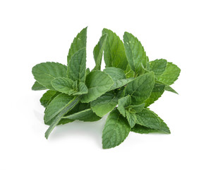 Peppermint in closeup (mint, peppermint, leaves)