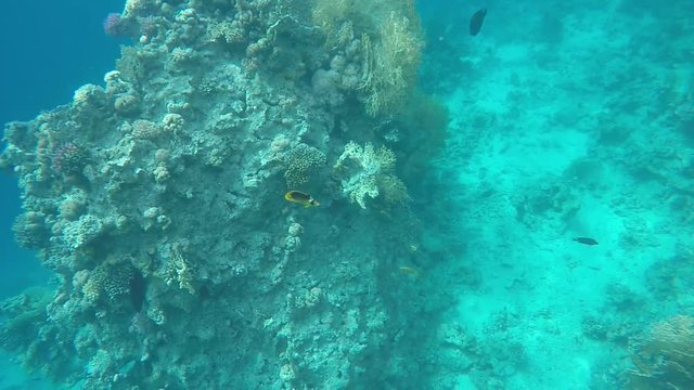 Coral Reef in the Red Sea. Slow Motion, 120 fps
