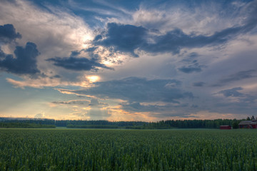 Fototapeta na wymiar Sun shining through clouds over a wheat field