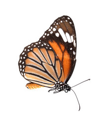 Orange butterfly on white background