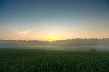 Wheat fields on a sundown