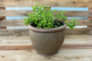 mint in clay pot