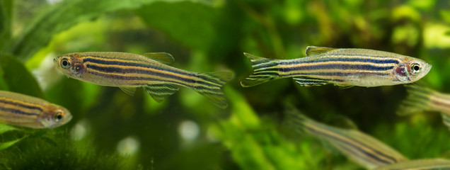 Fototapeta premium Danio rerio aquarium fish