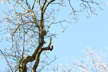 'Woody' WoodPecker up in the tree