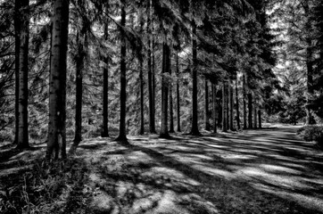 Spotted from the sun's rays and shadows the road near a pine forest.