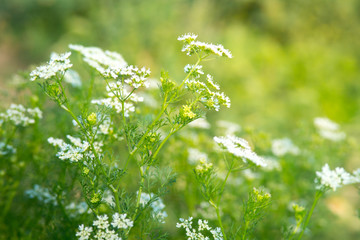  Dill Flowers