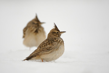 Crested Larks in snow