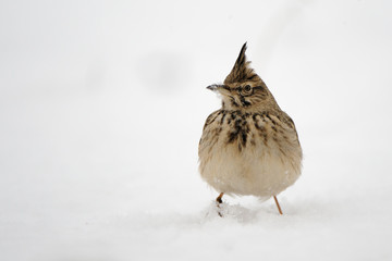 Crested Lark in snow
