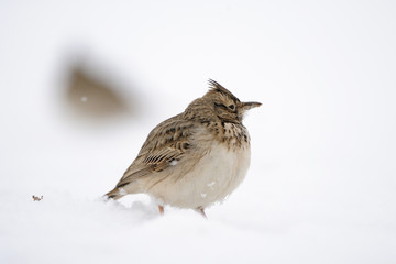 Created Lark in snow