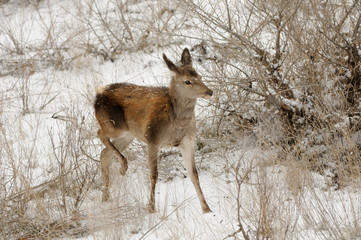 Obraz premium Young red deer at Sarycum barchan in winter