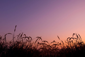 Silhouette of grass flower in nature