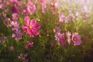 Cosmos flower in natural morning sunlight, Selective focus on petals