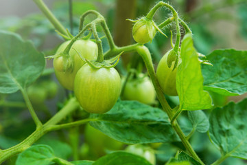 Young Green Tomato in organic farm