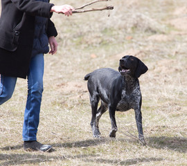 Dog playing with a stick on nature