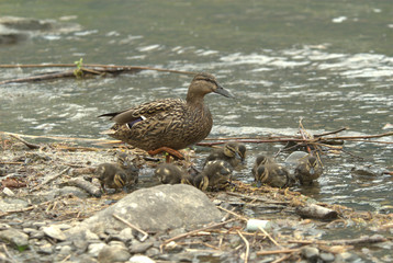 Stockente mit Jungen
