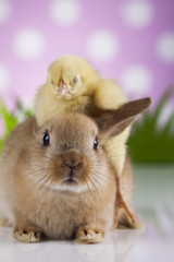 Chick on rabbit 