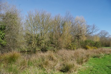 Zones humides du parc de la Morinais